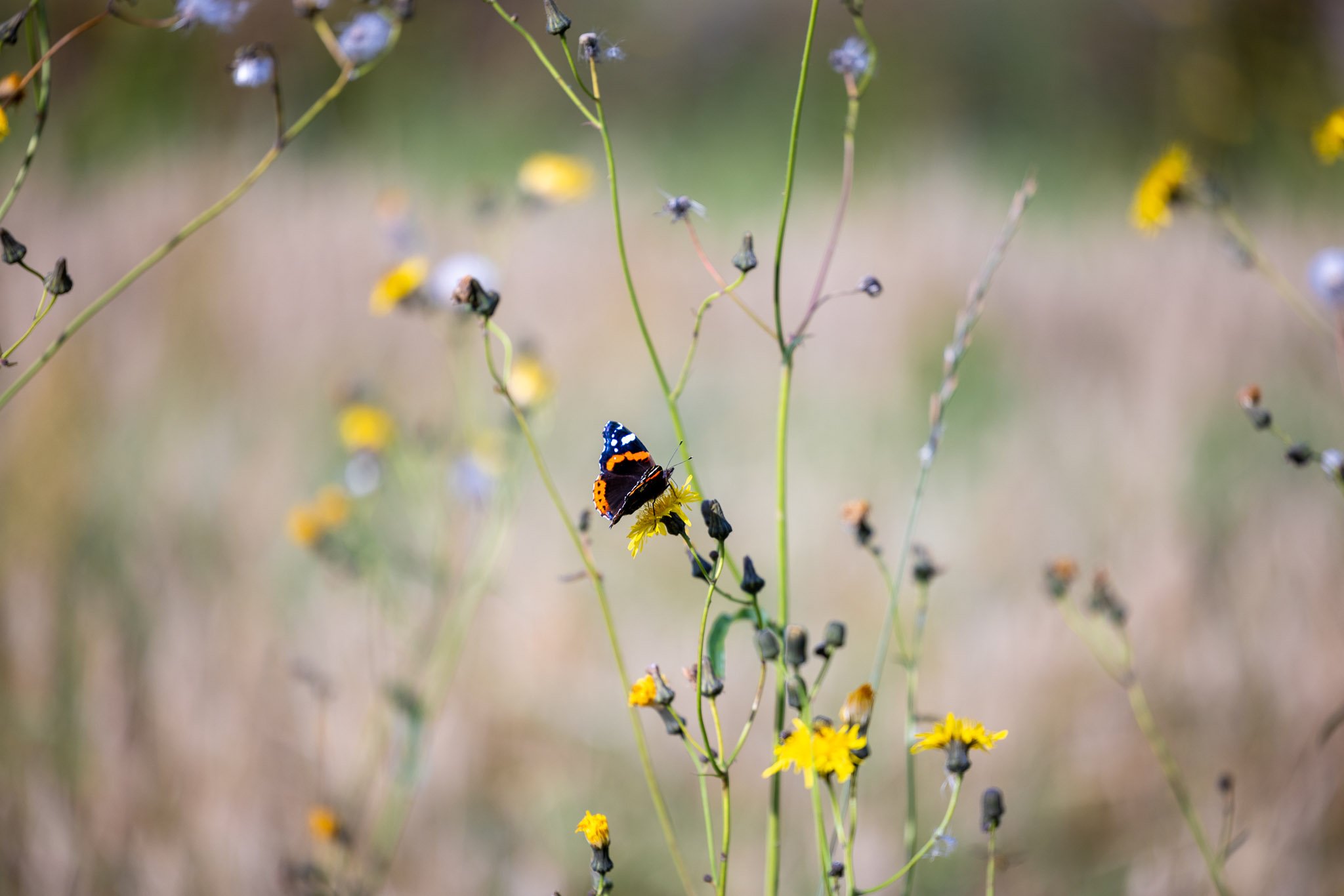 Kemin Digipolis Oy_Kiertotalouskeskus_Kirsi-hanke-252_NIITTY LO RES-1