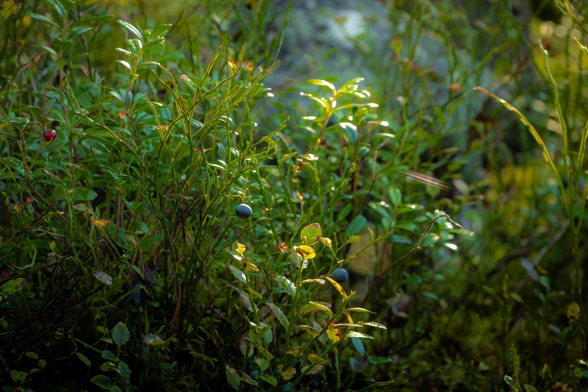 Kemin Digipolis Oy_Kiertotalouskeskus_Kirsi-hanke-30-3_METSÄ LO RES-1