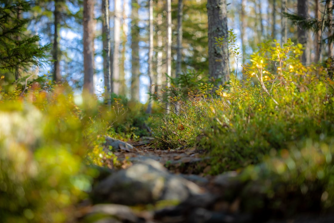 Laajassa Kirsi-hankkeessa selvitetään Meri-Lapin sivuvirtojen ainutlaatuisia mahdollisuuksia uusiksi kierrätysravinteiksi. Kuva Kuvavuorinen