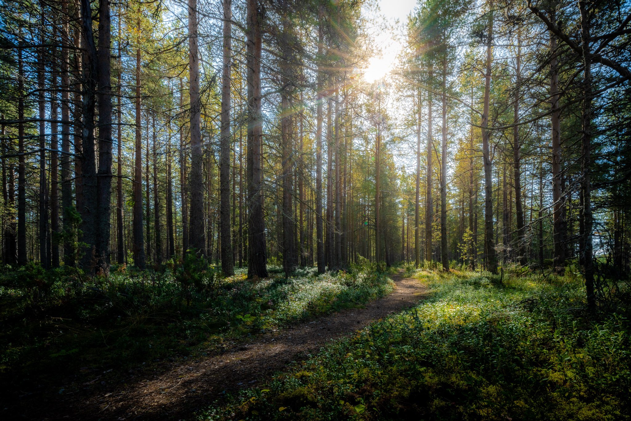 Kirsi-hanke kuva Kuvavuorinen