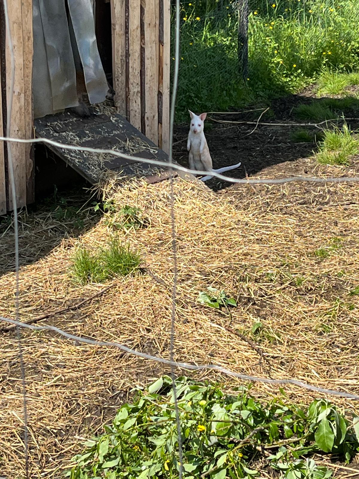 Albiinokenguruvauva hurmasi kävijöitä keväällä ja kesällä 2025.