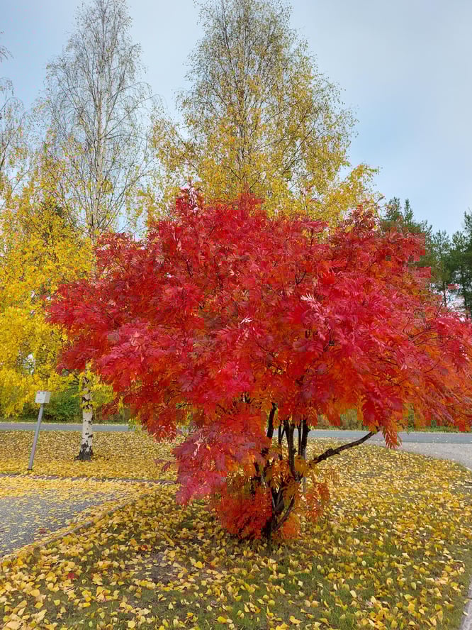 ruska digipoliksen pihalla