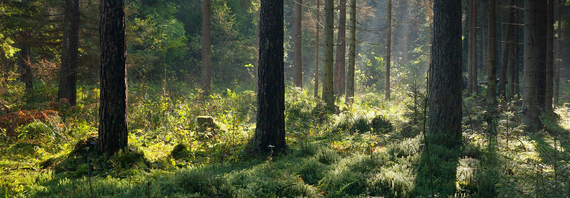 Metsä_blogi_kiertotalouskeskus