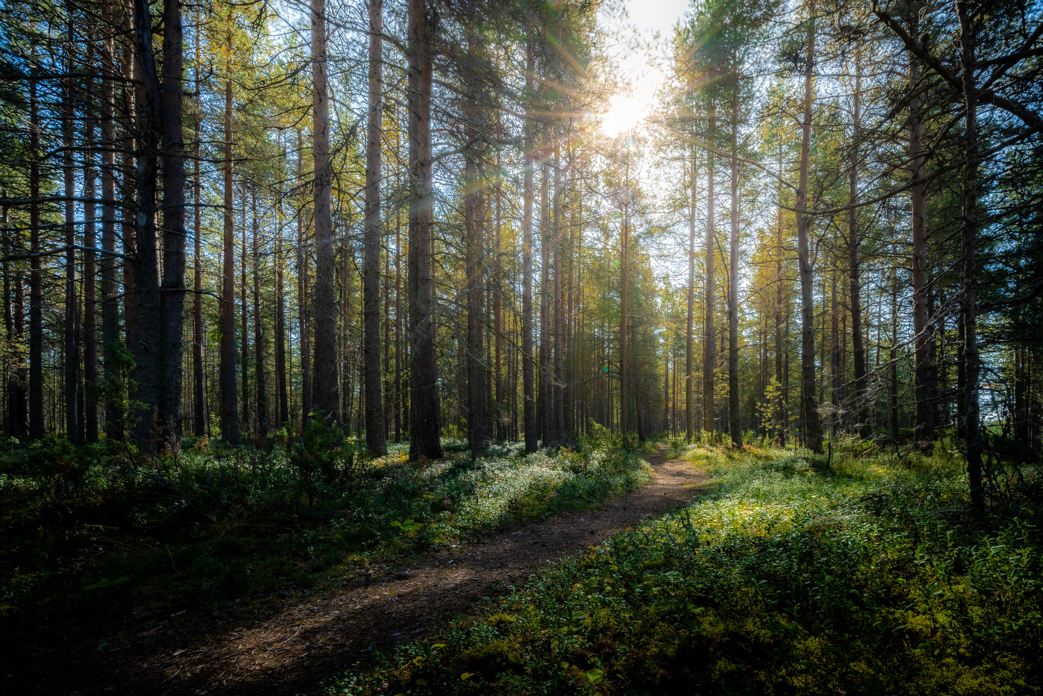 Kemin Digipolis Oy_Kiertotalouskeskus_Kirsi-hanke-4_METSÄ kuvavuorinen2025